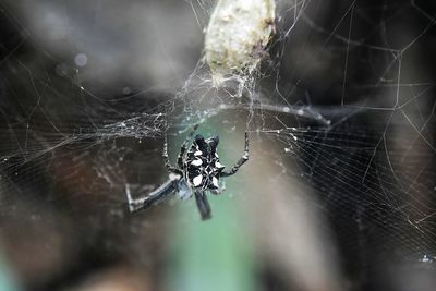 Close-up of spider web