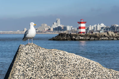 Seagull perching on rock by sea against sky