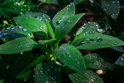 Close-up of wet plant leaves during rainy season