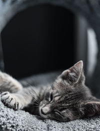 Close-up of cat sleeping