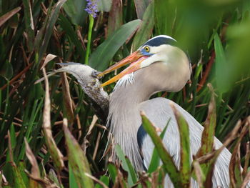 Close-up of a bird perching on plant