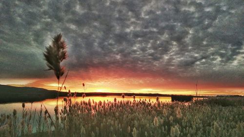 Scenic view of field against sky during sunset