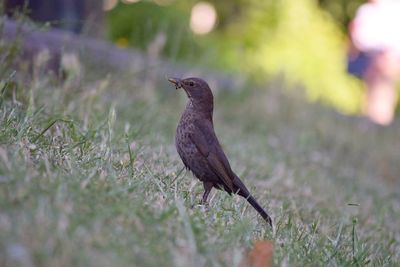 Close-up of bird perching on grass