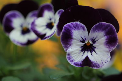 Close-up of purple flowering plant