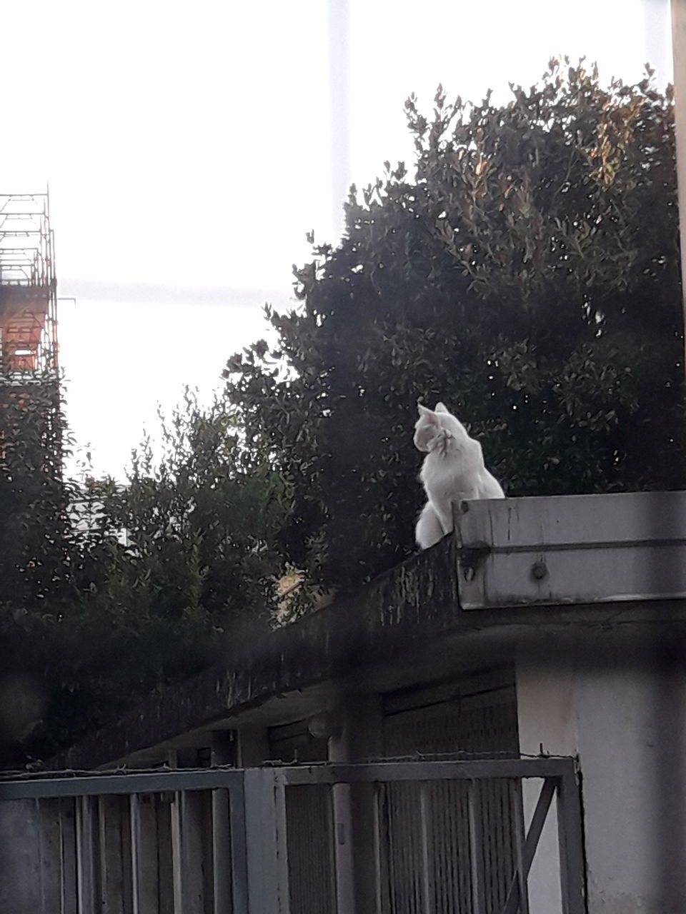 VIEW OF BIRD ON RAILING AGAINST TREES