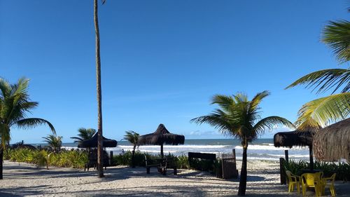 Palm trees on beach against clear blue sky