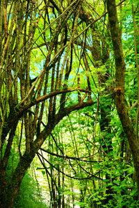 Trees in forest