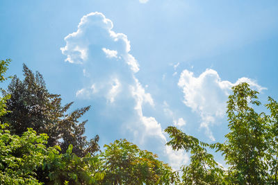 Low angle view of trees against sky