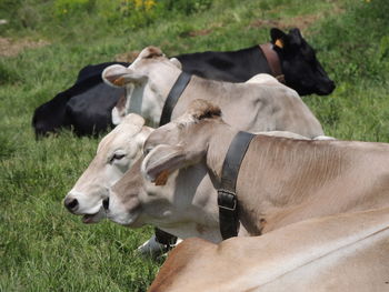 Cows in a field