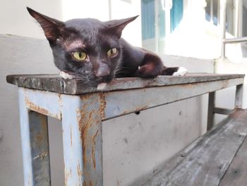 Portrait of black cat on wooden table