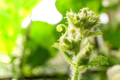 Close-up of fresh green plant