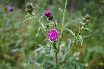 Close-up of pink flowering plant