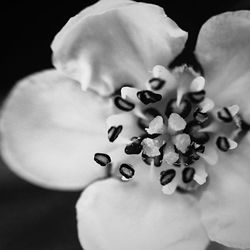 Close-up of white flowers