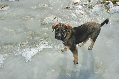 High angle view of dog in water
