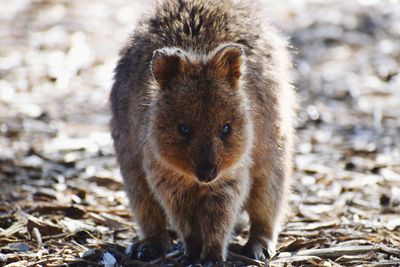 Close-up portrait of quokka