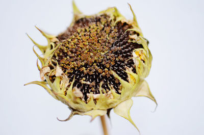 Close-up of yellow flower over white background