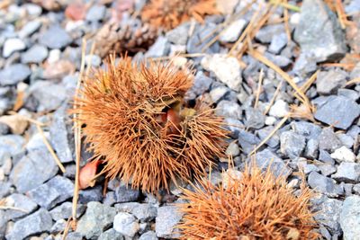 Close-up of spiked