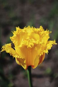 Close-up of yellow flower