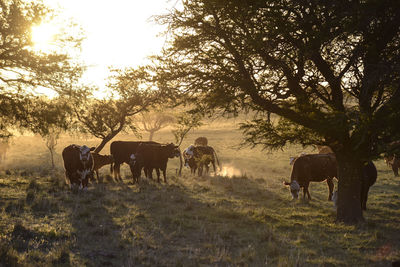 Horses on field during sunset