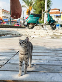 Cat on footpath