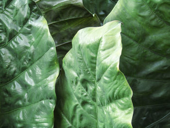 Full frame shot of green leaves