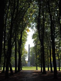 Footpath amidst trees in forest