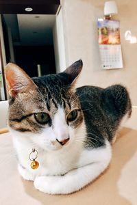 Close-up portrait of a cat at home