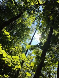 Low angle view of yellow flower tree