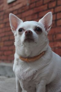 Close-up portrait of white dog