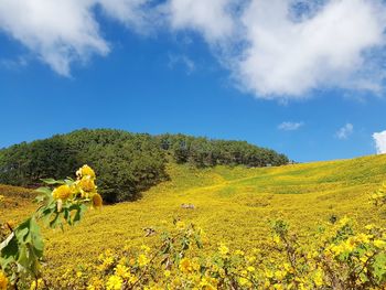 Yellow flowering plants on field against sky