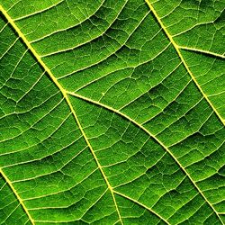 Macro shot of leaf