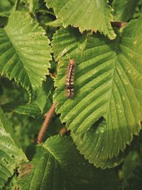 Close-up of insect on leaves