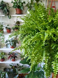 Close-up of potted plant