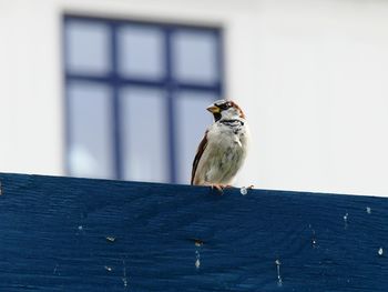 Close-up of bird perching on wall