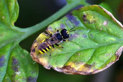 Close-up of insect on leaf