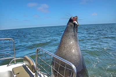 Seal eating fish by boat on sea