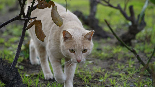 Close-up portrait of a cat