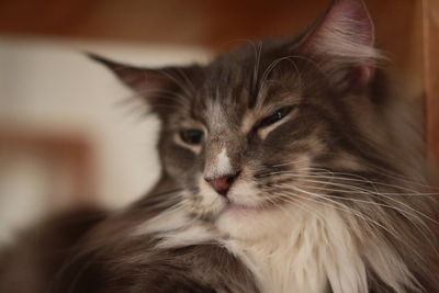 Close-up portrait of cat at home