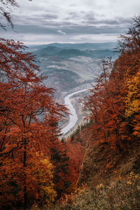 Scenic view of forest against sky during autumn