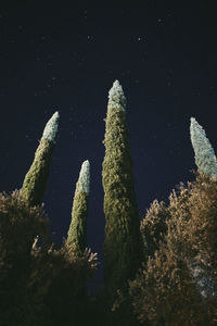 Low angle view of trees growing against sky at night