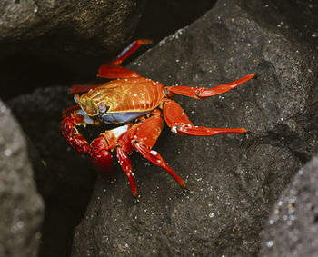 High angle view of insect on rock