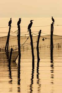 Cormorants birds sitting on fishing nets poles at sunset by the sea