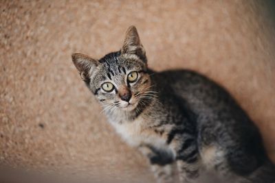 Close-up portrait of tabby cat