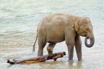 Elephant rubbing foot on log in river at pinnawala elephant orphanage sri lanka