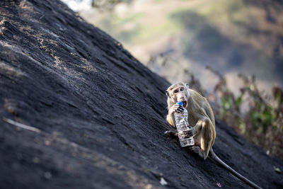 Wild monkey on rock trying to open plastic drinking bottle. topics of plastic waste and pollution.