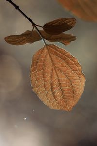 leaf