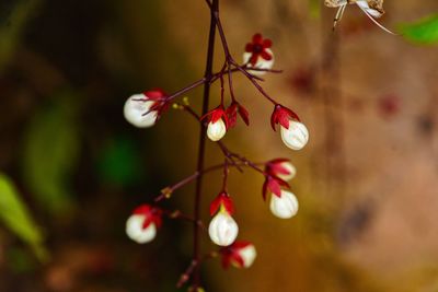Close-up of red flowering plant