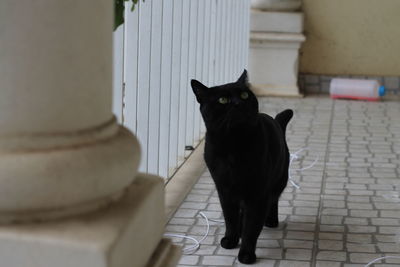 Portrait of black cat sitting on tiled floor