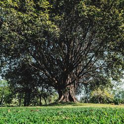 Trees on field