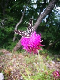 Butterfly on pink flower